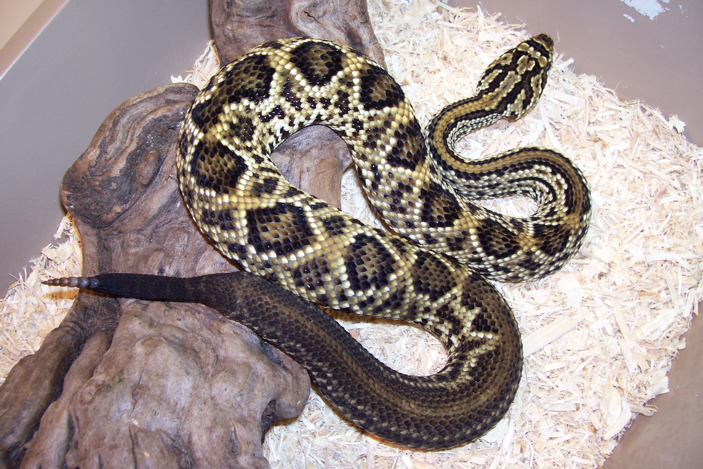 B-10 Crotalus durissus dryinas C.B.6-10-05(A&B).JPG [647 Kb]